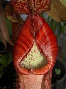 Nepenthes spectabilis x veitchii 2
